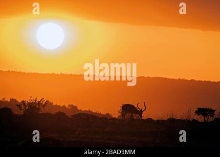 L'image d'Impala (Aepyceros melampus) silhoutte au coucher du soleil dans la réserve nationale de Masai Mara, au Kenya. Banque D'Images