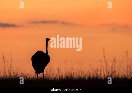 L'image de l'autruche commune (Struthio camelus) dans silhoutte au coucher du soleil dans la réserve nationale de Masai Mara, au Kenya. Banque D'Images