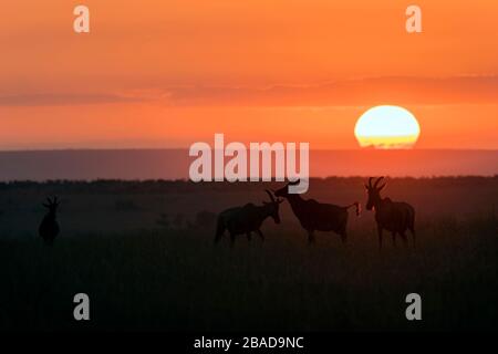 L'image de Topi, (Damaliscus korrigum) antilope dans silhoutte au coucher du soleil dans la réserve nationale de Masai Mara, au Kenya. Banque D'Images