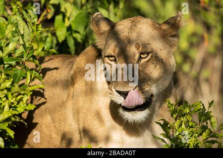 L'image du lion africain (Panthera leo) portrait masculin dans le parc national de Masai mara, au Kenya Banque D'Images