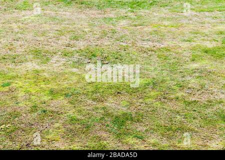 Pelouse le jour d'été, herbe verte jaune photo d'arrière-plan Banque D'Images