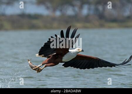 L'image de l'aigle des poissons africains (vocifer Haliaetus), avec des poissons dans le lac Naivasha, au Kenya Banque D'Images