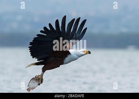 L'image de l'aigle des poissons africains (vocifer Haliaetus), avec des poissons dans le lac Naivasha, au Kenya Banque D'Images