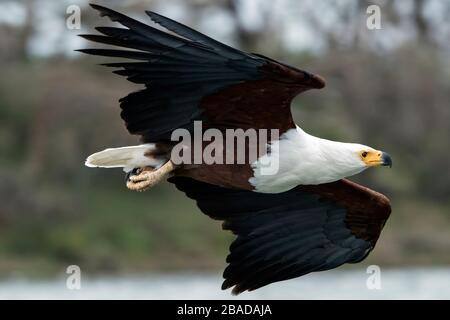 L'image de l'aigle des poissons africains (vocifer Haliaetus), plongée dans le lac Naivasha, au Kenya Banque D'Images