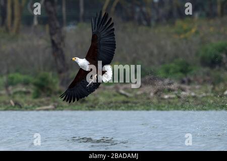 L'image de l'aigle des poissons africains (vocifer Haliaetus), avec des poissons dans le lac Naivasha, au Kenya Banque D'Images