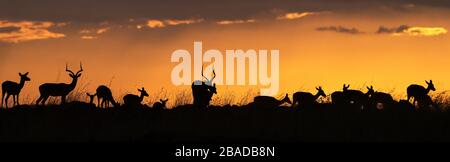 L'image d'Impala (Aepyceros melampus) silhoutte au coucher du soleil dans la réserve nationale de Masai Mara, au Kenya. Banque D'Images