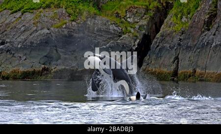 Big Killer Whale le mâle s'éperce hors de l'eau, près de l'île rocheuse, Colombie-Britannique, Canada Banque D'Images