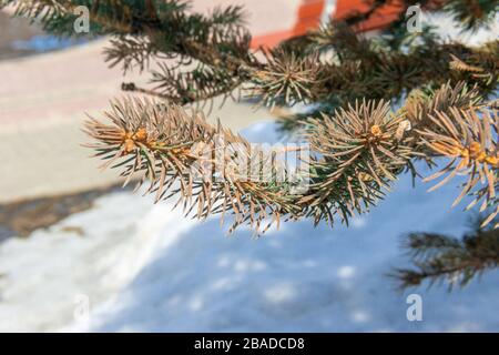 branches d'épinette bleue sur fond de neige. Banque D'Images
