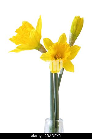 Narcisse (Narzissen, Narcisse, Amaryllidaceae) isolée sur fond blanc, y compris le chemin de découpe. Allemagne Banque D'Images