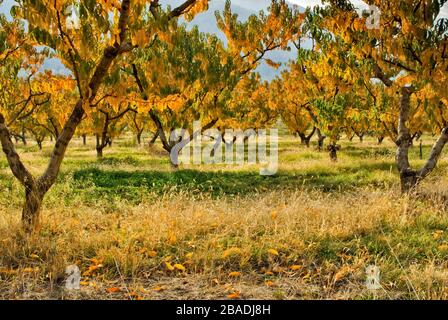 Pêche Orchard en automne à John Day River Valley, près de Kimberly, Oregon, États-Unis Banque D'Images