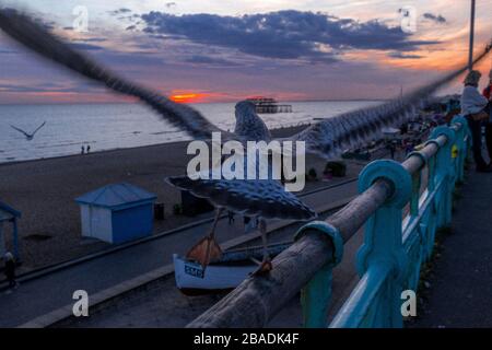 Un mouette prend le vol vers West Pier, Brighton et Hove, Angleterre Banque D'Images