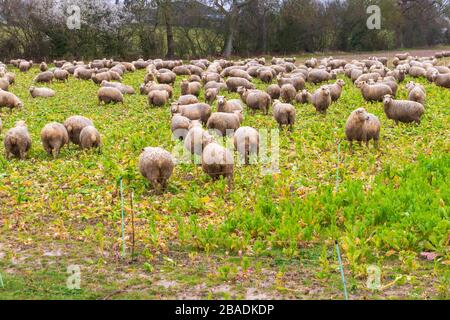 Brebis mangeant sous la pluie dans un champ de kent, royaume-uni Banque D'Images