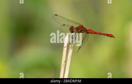 libellules rouges assis au-dessus de la végétation sèche, macro d'animal d'insecte sauvage Banque D'Images