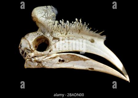Crâne de charme noir mâle, (Anthracoceros malayanus) montrant la structure osseuse de la caque. Banque D'Images