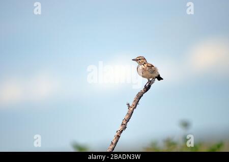 Sabota lark sur branche d'arbre, fond bleu, Namibie Banque D'Images