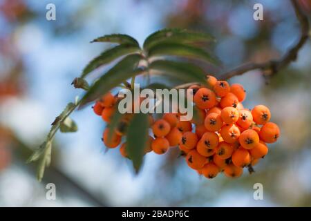 Gros plan d'une brindille avec des baies d'arbre rowan orange Banque D'Images