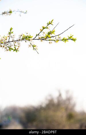 Magdeburg, Allemagne. 26 mars 2020. Crédit pour fleurs de cerisier sauvages : Stephan Schulz/dpa-Zentralbild/ZB/dpa/Alay Live News Banque D'Images