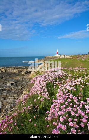 Phare de Portland Bill avec thrift (rose de la mer) en premier plan, île de Portland, Jurassic Coast World Heritage site, Dorset, Angleterre Banque D'Images