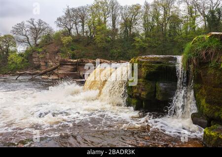 Le fleuve Swale à Richmond Falls, dans le Yorkshire du Nord, en Angleterre, au Royaume-Uni, lors d'une journée de printemps surmoulée Banque D'Images