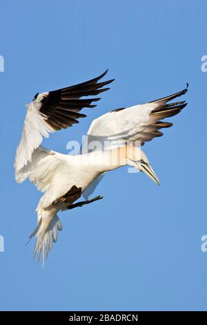 Gannet du Nord (Morus bassanus), Grande île Saltee, République d'Irlande Banque D'Images