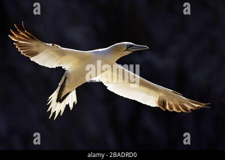 Northern Gannet (Morus bassanus) rétroéclairé en vol, République d'Irlande Banque D'Images