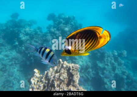 Raton-bouteur et Sergent Fish Scissortail. La beauté colorée a dépouillé le poisson d'eau salée dans la mer près de Coral Reef, la mer Rouge, Egypte. Indo-Pacifique Banque D'Images