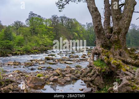 La rivière Swale et les chutes de Richmond des Batts, Richmond, North Yorkshire, Angleterre, Royaume-Uni Banque D'Images