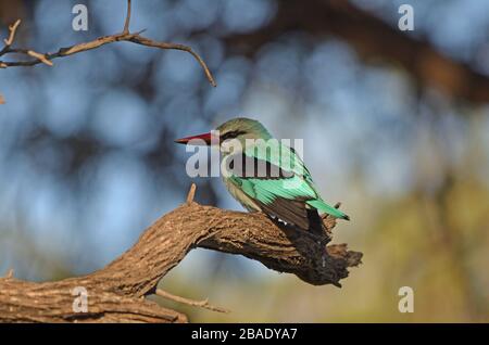 Woodland kingfisher sur branche dans le nord de la Namibie Banque D'Images