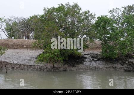 Forêt de mangroves, Sundarbans, delta de Ganges, Bengale occidental, Inde Banque D'Images