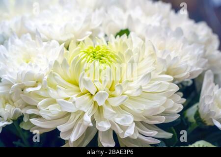 Fleurs de chrysanthèmes blancs close-up. Soft focus sélectif Banque D'Images