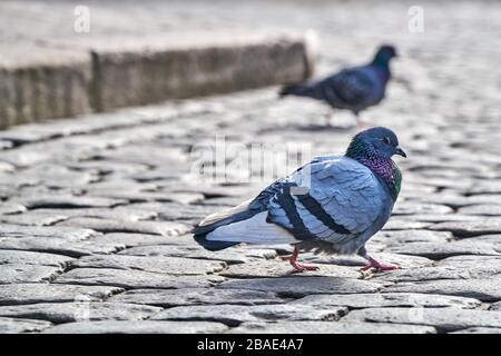 Vue de face du pigeon de roche face à face.Rock Pigeons crowers rues et places publiques, vivant sur la nourriture et les offrandes de graines d'oiseaux jetés Banque D'Images