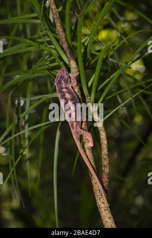 Océan Indien, Madagascar, Nosy Mangabe, Panther caméléon, Furcifer pardalis Banque D'Images