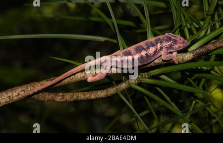 Océan Indien, Madagascar, Nosy Mangabe, Panther caméléon, Furcifer pardalis Banque D'Images