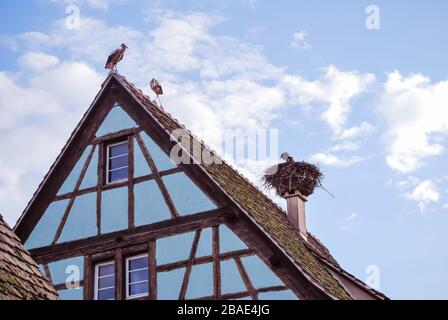 Des cigognes dans leur nid sur un vieux toit traditionnel à l'éco-musée d'Alsace, Banque D'Images