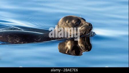 Le phoque annelé de Ladoga nageant dans l'eau. Nom scientifique: Pusa hispida ladogensis. Le phoque de Ladoga dans un habitat naturel. Saison estivale. Ladoga la Banque D'Images