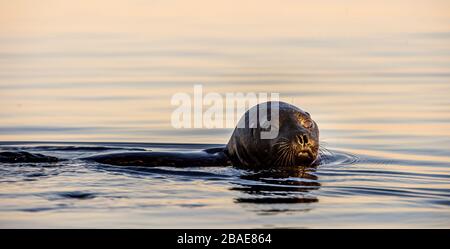 Le phoque annelé de Ladoga nageant dans l'eau. Coucher de soleil. Nom scientifique: Pusa hispida ladogensis. Le phoque de Ladoga dans un habitat naturel. Mer d'été Banque D'Images