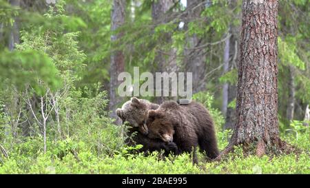 Les oursons bruns se battent en plein combat dans la forêt d'été. Nom Scientifique: Ursus Arctos Arctos. Habitat naturel. Banque D'Images