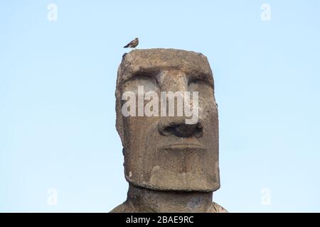 Détail de la tête d'un moai avec un petit oiseau dessus. La plate-forme en pierre moais de l'AHU Tongariki sur la côte sud de l'île de Pâques. Île de Pâques, Chili Banque D'Images