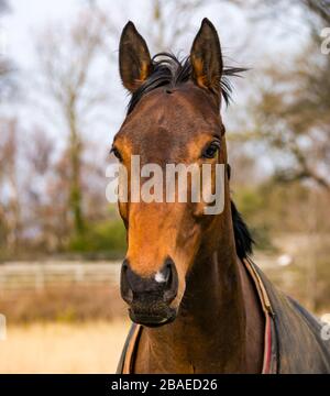 Alerte expectant cheval brun dans le champ avec gros plan, Ecosse, Royaume-Uni Banque D'Images