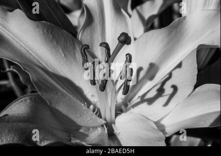 Closeup noir et blanc de la stigmatisation, du style, des étamines, des filaments et des pétales d'une fleur de lys blanche à la lumière directe du soleil créant des ombres. Banque D'Images