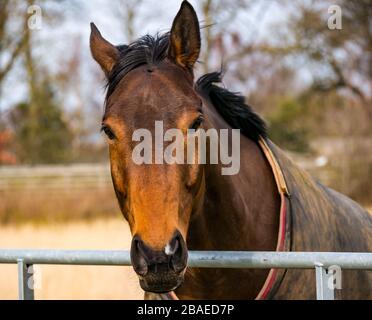 Alerte expectant cheval brun en attente à Field gate, Ecosse, Royaume-Uni Banque D'Images