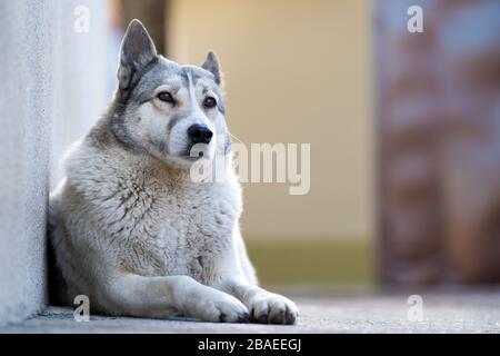 Portrait d'une race de chien Laika de Sibérie occidentale assis à l'extérieur dans une cour. Banque D'Images