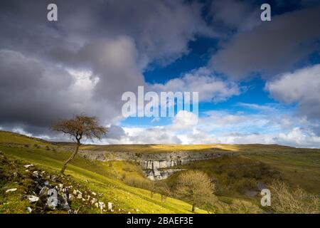 Un seul arbre donne sur le spectaculaire Malham Cove une grande formation de calcaire incurvée, Malham, Yorkshire National Park. ROYAUME-UNI Banque D'Images