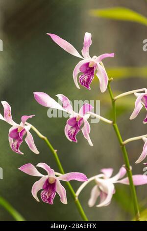 Fleurs dans les jardins botaniques royaux près de Kandy, Sri Lanka Banque D'Images