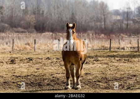 Magnifique cheval lourd belge dans le corral Banque D'Images