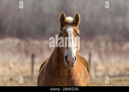 Magnifique cheval lourd belge dans le corral Banque D'Images