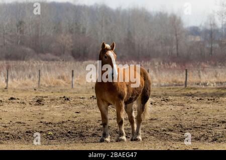 Magnifique cheval lourd belge dans le corral Banque D'Images