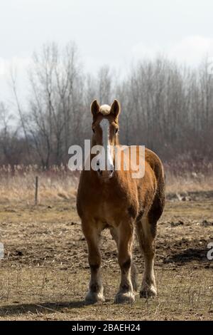 Magnifique cheval lourd belge dans le corral Banque D'Images