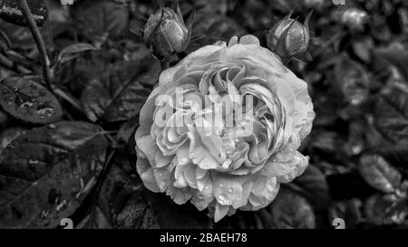 Fleur en noir et blanc Banque D'Images