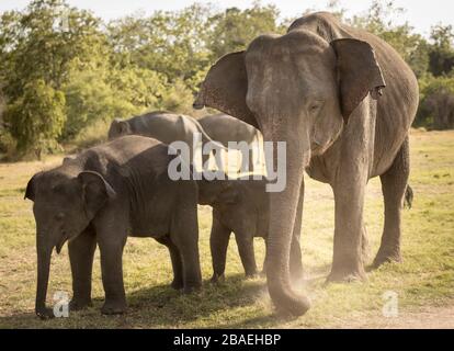 Groupe d'éléphants dans le parc national de Minneriya, Sri Lanka Banque D'Images